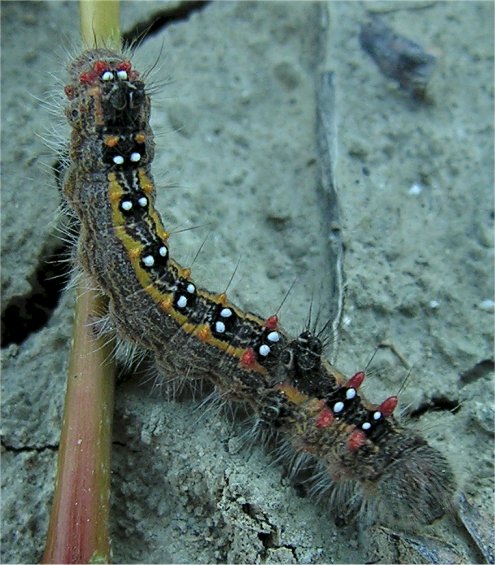 larve di lepidottero defoliatore: Clostera anastomosis